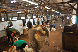Cooinbil Shearing 038600  © Claire Parks Photography